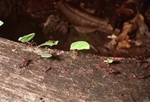 Ants: LEAF-CUTTER ANTS - Carrying leaves