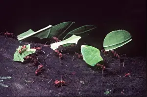Ants: Leaf-cutter Ants - carrying leaves