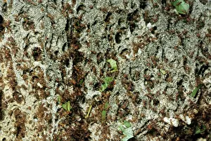Ants: Leaf-cutter Ants - fungus garden in nest