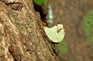 Cephalotes: Leaf-cutter Ants - soldier ant carrying cut leaf
