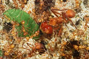 Tobago: Leaf Cutter Ants - tending garden in nest - workers