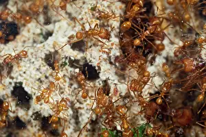 Tobago: Leaf Cutter Ants - tending garden in nest - workers
