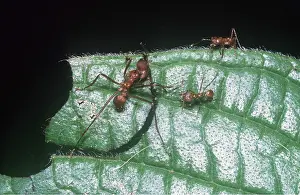 Biting: LEAF-CUTTER ANTS - Worker severing leaf segment