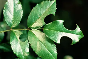 Cutter: Leaf-cutter Bee