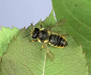 Leafcutting: Leaf-cutter bee