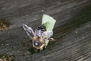 Ian Beames: LEAF-CUTTER BEE - With cut out leaf