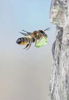 Gathering: Leaf Cutter Bee - flying to nest with leaf