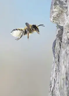Pollen: Leaf cutter bee - flying to nest with pollen