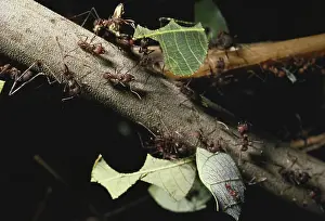 Caste: Leaf-cutting Ants