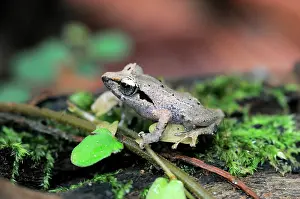 Ceylon: Leaf-dwelling shrub frog