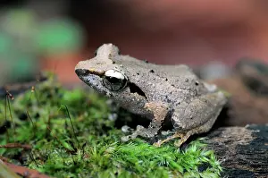 Ceylon: Leaf-dwelling shrub frog