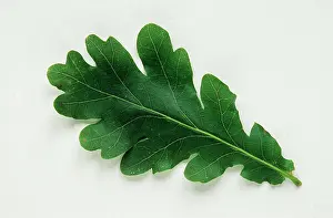 David C Dixon: LEAF - English Oak