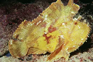 Taenianotus: LEAF FISH