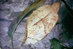 Leaffish: Leaf Fish - mimicry
