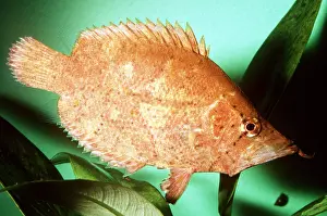 Mimicry: LEAF FISH - resembles a dead leaf