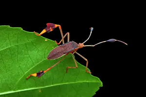 Coreidae: Leaf-footed bug (Anisoscelis foliaceus) nymph on