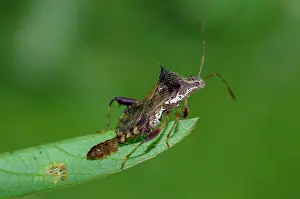 Coreidae: Leaf-footed Bug laying eggs - Saba, Bali, Indonesia
