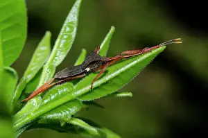 Coreidae: Leaf-footed Bug - on leaf - Klungkung, Bali, Indonesia