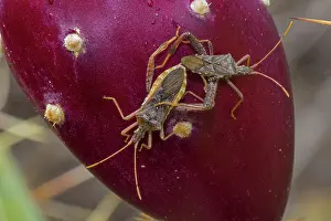 Coreidae: Leaf-footed Bug - Narnia inornata adults mating on prickly p