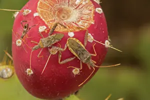 Coreidae: Leaf-footed Bug - Narnia inornata adults and nymph, on prick