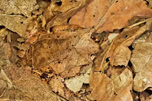 Megophrys: Leaf Frog - close up camouflaged in leaves