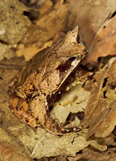 Megophrys: Leaf Frog - close up camouflaged in leaves