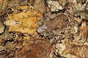 Megophrys: Leaf Frog - group of five camouflaged in leaves
