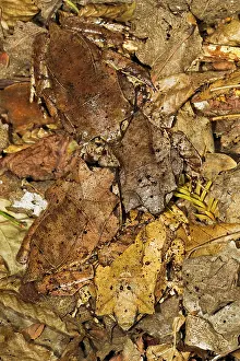 Megophrys: Leaf Frog - group of four camouflaged in leaves