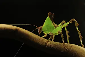 Quadrata: Leaf Grasshopper