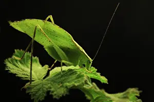 Blackberry: Leaf Grasshopper