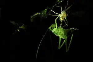 Quadrata: Leaf Grasshopper