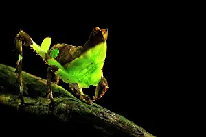 Quadrata: Leaf Grasshopper