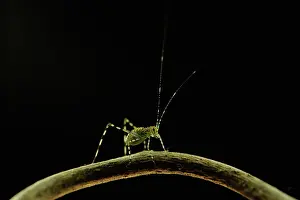 Nymph: Leaf Grasshopper