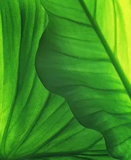 Vein: Leaf, Green subject