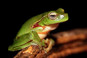 Litoria: Leaf green tree frog (Litoria phyllochroa), Australia
