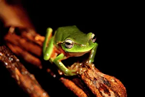 Litoria: Leaf green tree frog (Litoria phyllochroa), Australia