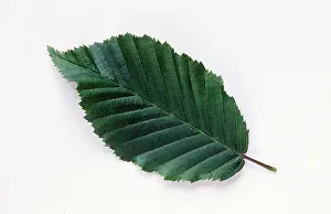 David C Dixon: LEAF - Hornbeam