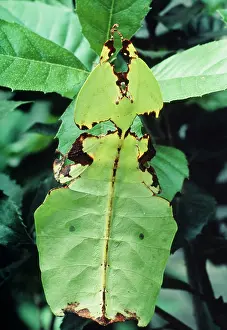 Phyllium: Leaf Insect