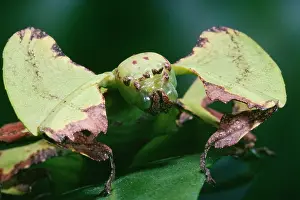 Giganteum: Leaf Insect