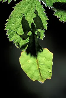 Giganteum: Leaf Insect