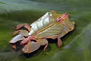 Mimicry: Leaf Insect