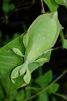 Weda: Leaf Insect - camouflaged on leaf - Weda, Halmahera