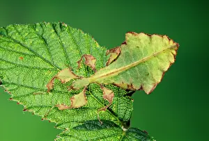 Giganteum: LEAF INSECT - YOUNG ON LEAF