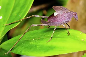Rican: Leaf Katydid