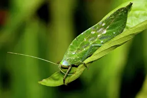 Katydids: A Leaf Katydid feeds on a leaf in undegrowth of