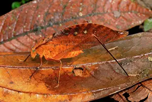 Katydids: Leaf Katydid / Sylvan Katydid
