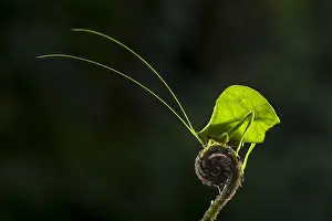 Putumayo: Leaf Katydid (Typophyllum mortuifolium) Tettigoniidae