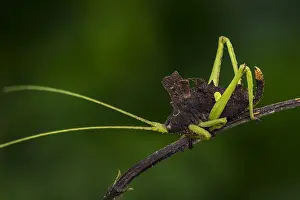 Nymph: Leaf Katydid (Typophyllum sp.) female, nymph, Tettigoniidae