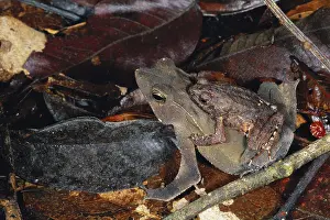 1997: Leaf-litter Toads