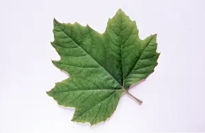 Plane: LEAF - London Plane Tree